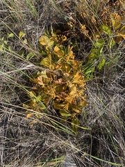 Ligusticum scothicum
