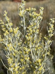 Artemisia cana