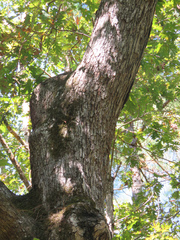 Quercus alba