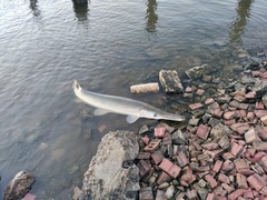 Atractosteus spatula