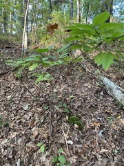 Oxydendrum