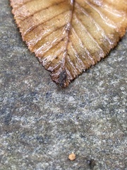 Dolophilodes distinctus