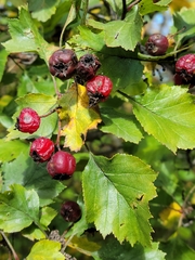 Crataegus submollis