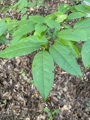 Oxydendrum