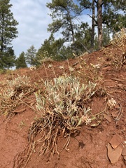 Eriogonum pauciflorum
