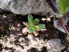 Micranthes ferruginea