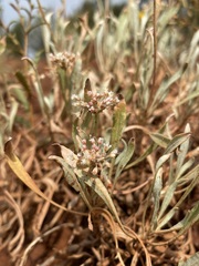 Eriogonum pauciflorum