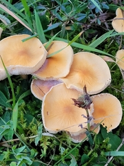 Cystoderma
