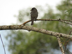 Contopus cinereus