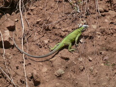 Iguana delicatissima