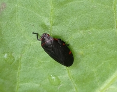Ischnorhininae