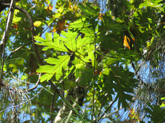 Quercus alba