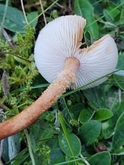 Cystoderma