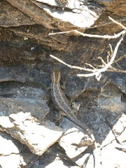 Liolaemus schroederi