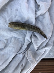 Gobius ophiocephalus