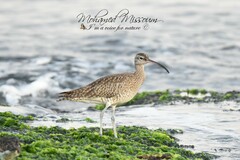 Numenius phaeopus