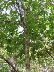 Oxydendrum arboreum