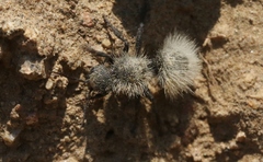 Dasymutilla coccineohirta
