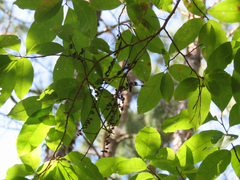 Oxydendrum arboreum