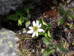 Caltha leptosepala