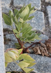 Angelica archangelica litoralis