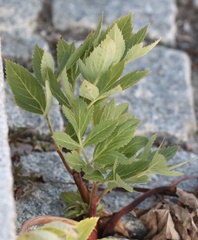 Angelica archangelica litoralis