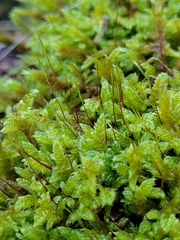 Hypnum cupressiforme lacunosum