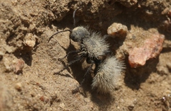 Dasymutilla coccineohirta