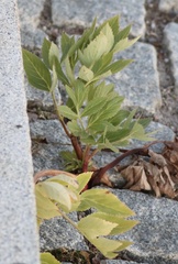 Angelica archangelica litoralis
