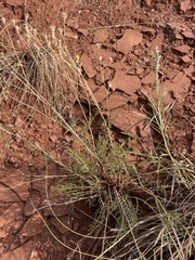 Hymenopappus filifolius