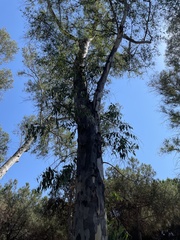 Eucalyptus globulus