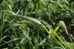 Setaria verticillata