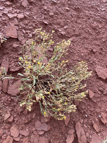 Image of Xanthisma grindelioides by (c) Matt Berger, some rights reserved (CC BY)