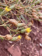 Xanthisma grindelioides