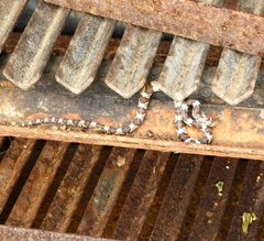 Trimorphodon paucimaculatus