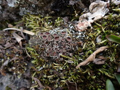 Psoroma hypnorum