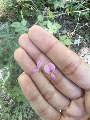 Desmodium paniculatum