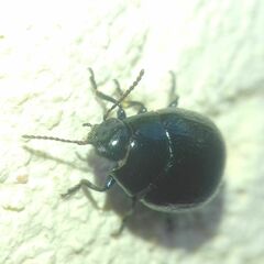 Chrysolina haemoptera