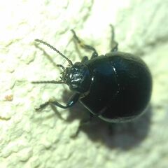 Chrysolina haemoptera