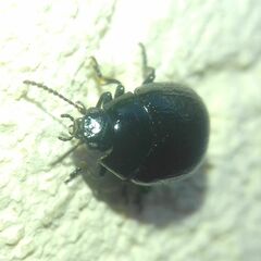 Chrysolina haemoptera