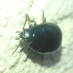 Chrysolina haemoptera