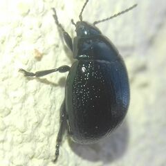 Chrysolina haemoptera