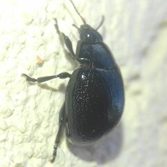 Chrysolina haemoptera