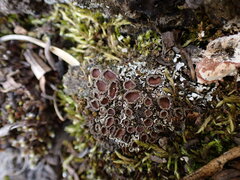 Psoroma hypnorum