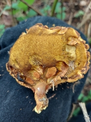 Buchwaldoboletus