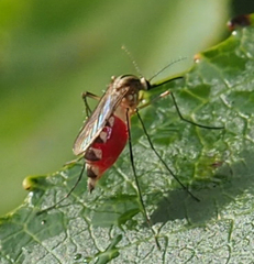 Aedes trivittatus