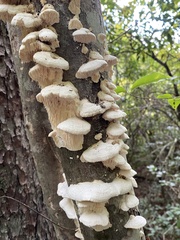 Irpiciporus