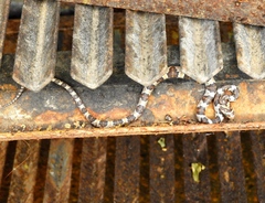 Trimorphodon paucimaculatus