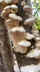 Irpiciporus
