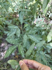 Desmodium paniculatum